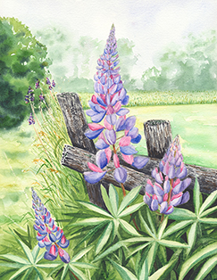 Maine Lupine - Wild at Heart